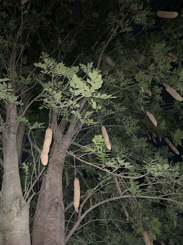 Sausage tree