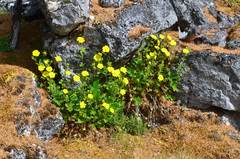 Potentilla asperrima