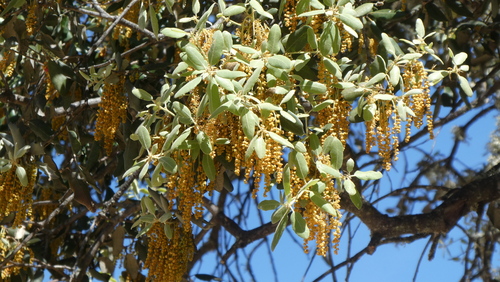 Quercus rotundifolia (Quercus rotundifolia)