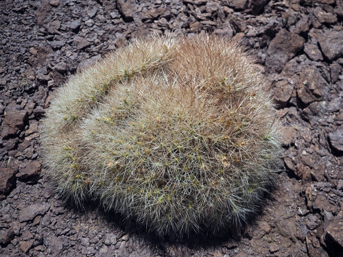 Maihueniopsis atacamensis