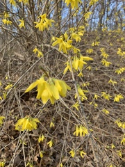Forsythia × intermedia