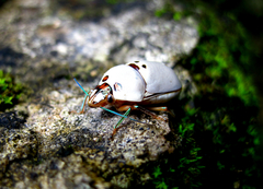 Augocoris illustris