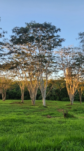 Pseudalbizzia niopoides, photograph 3