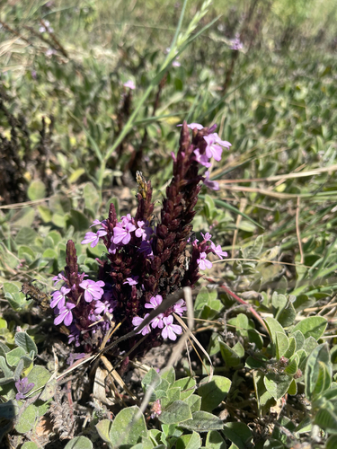 cowpea witchweed