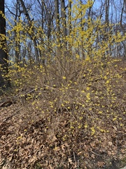 Forsythia × intermedia