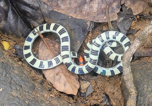 Calliophis bilineatus