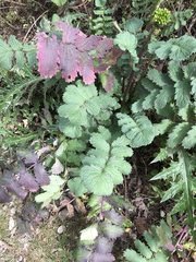 Packera sanguisorbae