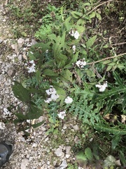 Packera sanguisorbae