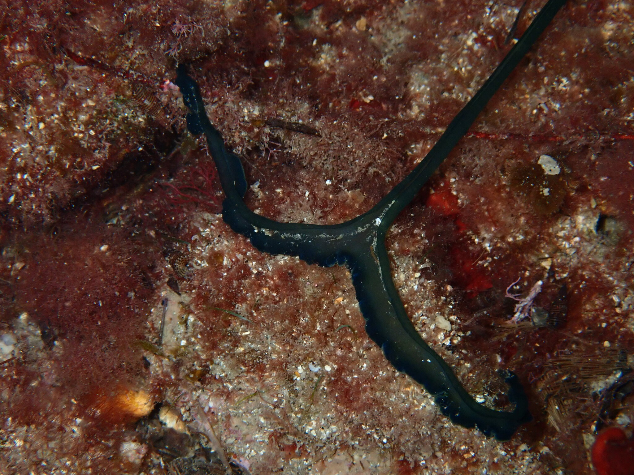 Bonellia viridis Rolando, 1822