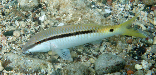 Red Sea Goatfish — seen at this dive site
