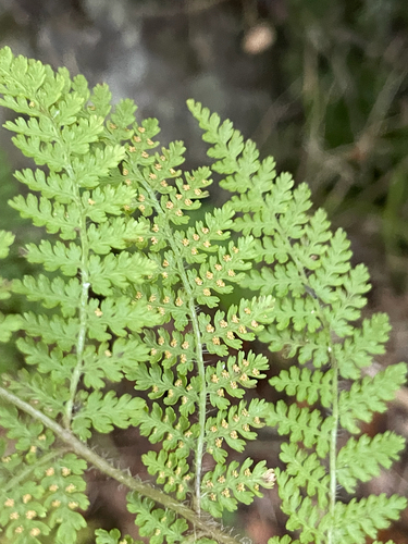 Hypolepis millefolium observed 2026-04-05