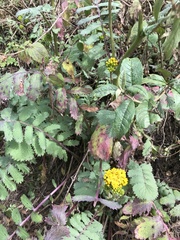 Packera sanguisorbae