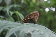 Morpho rhodopteron