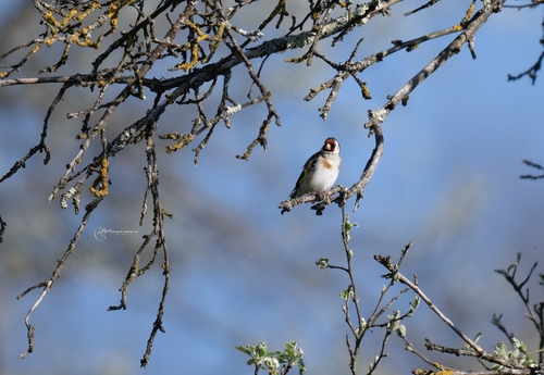 European Goldfinch