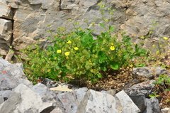 Potentilla asperrima