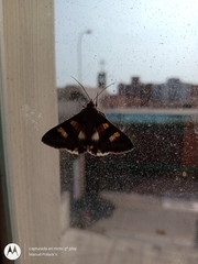 Melipotis perpendicularis