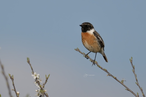 European Stonechat
