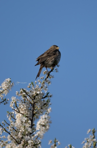 Corn Bunting
