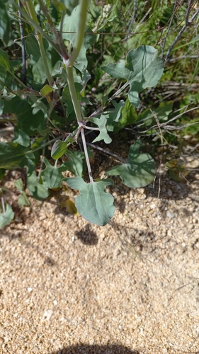 Indurate Sorrel (Rumex induratus)