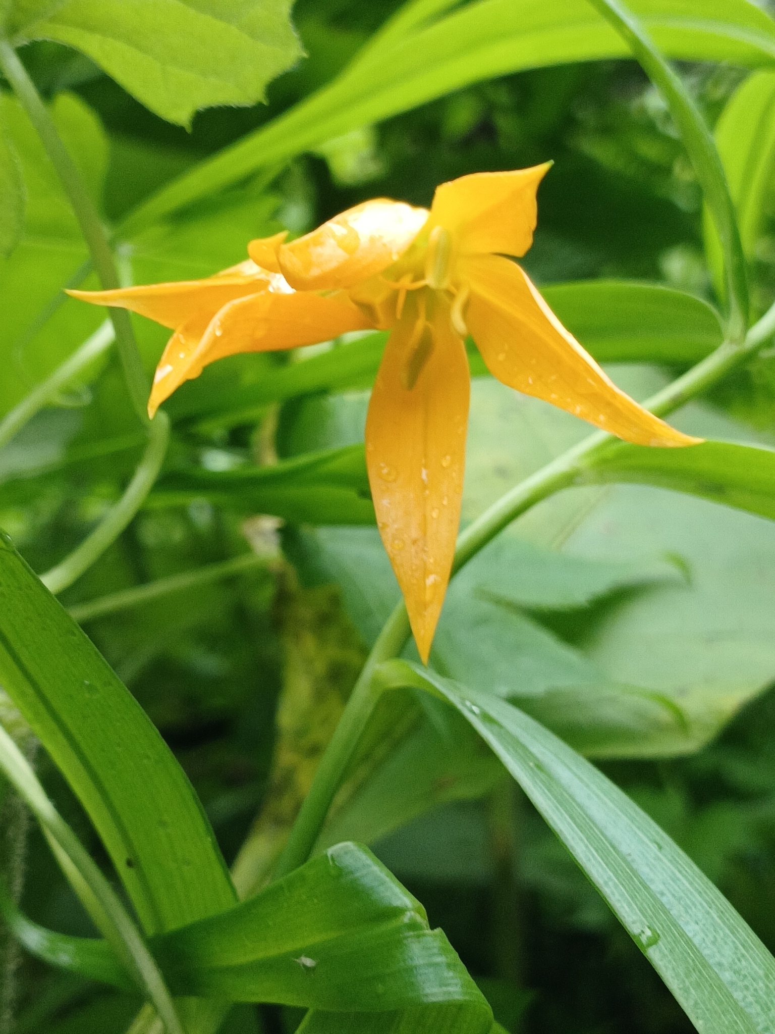 Yellow Flamelily (Gloriosa modesta)
