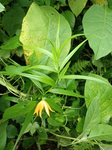 Gloriosa modesta, photograph 2