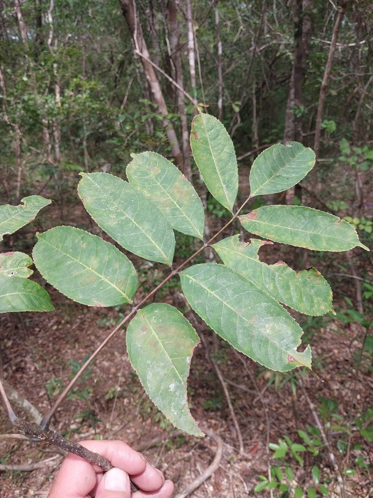 Commiphora grandifolia, Belalitra, Madagascar