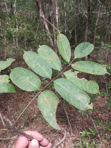 Commiphora grandifolia