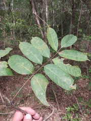 Commiphora grandifolia