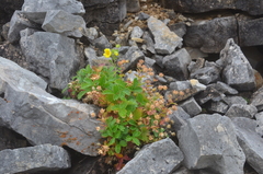 Potentilla asperrima