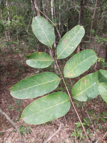 Commiphora grandifolia