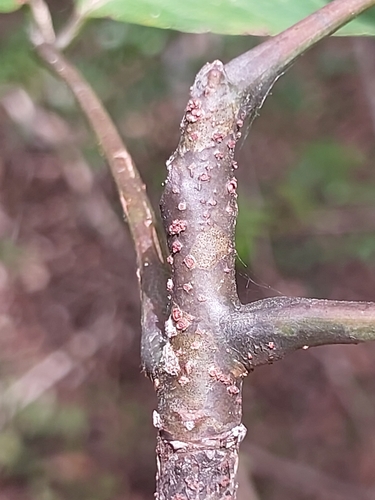 Commiphora grandifolia