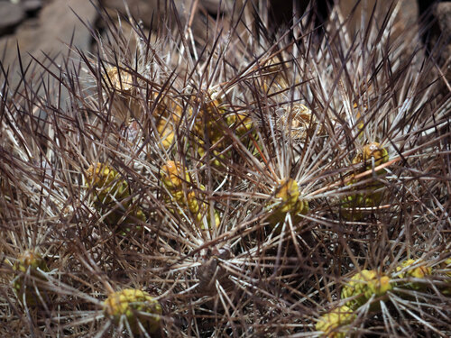 Maihueniopsis atacamensis