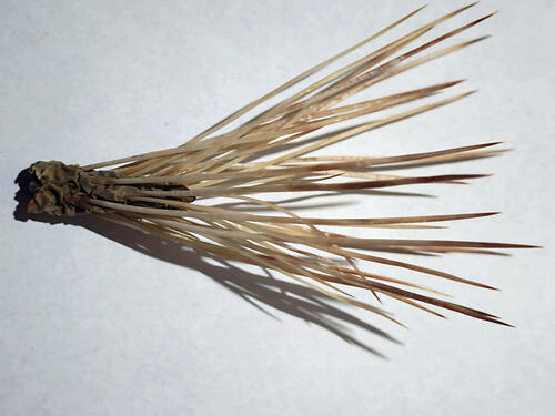 Maihueniopsis atacamensis