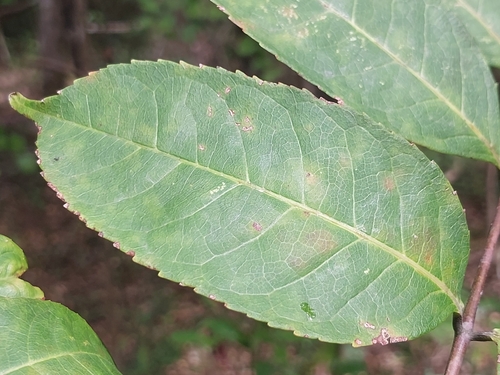 Commiphora grandifolia
