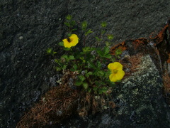 Potentilla asperrima