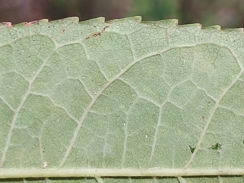Commiphora grandifolia