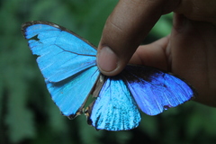 Morpho rhodopteron