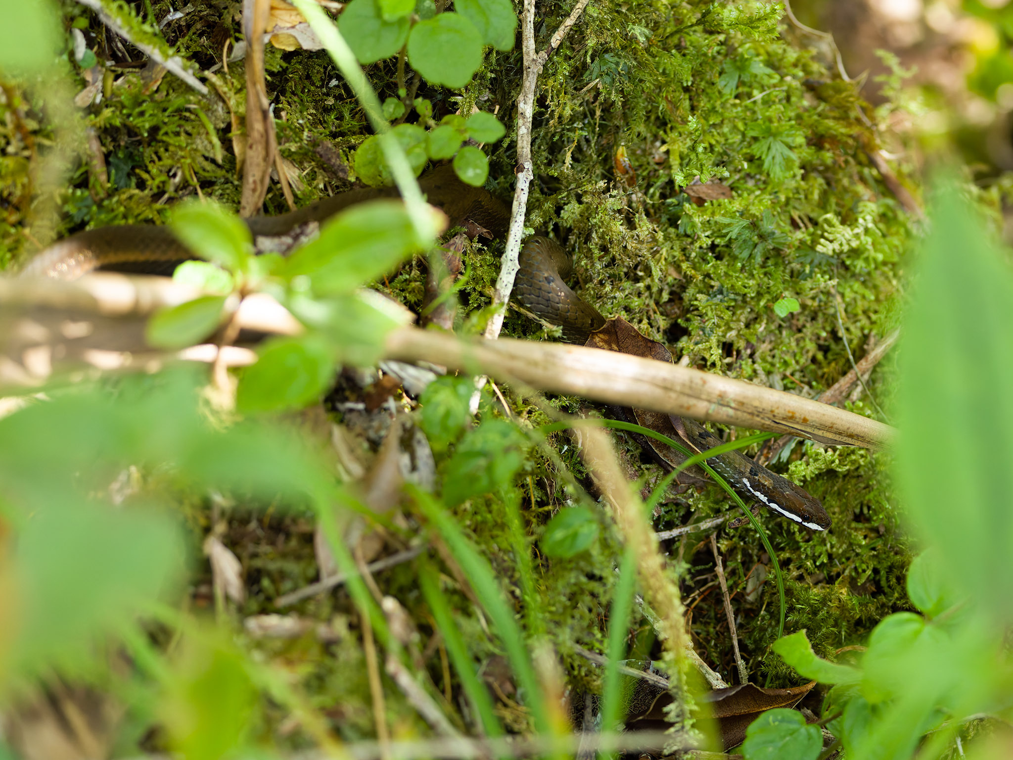 Dermal's Philippine Water Snake photo 2