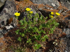 Potentilla asperrima