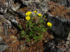 Potentilla asperrima