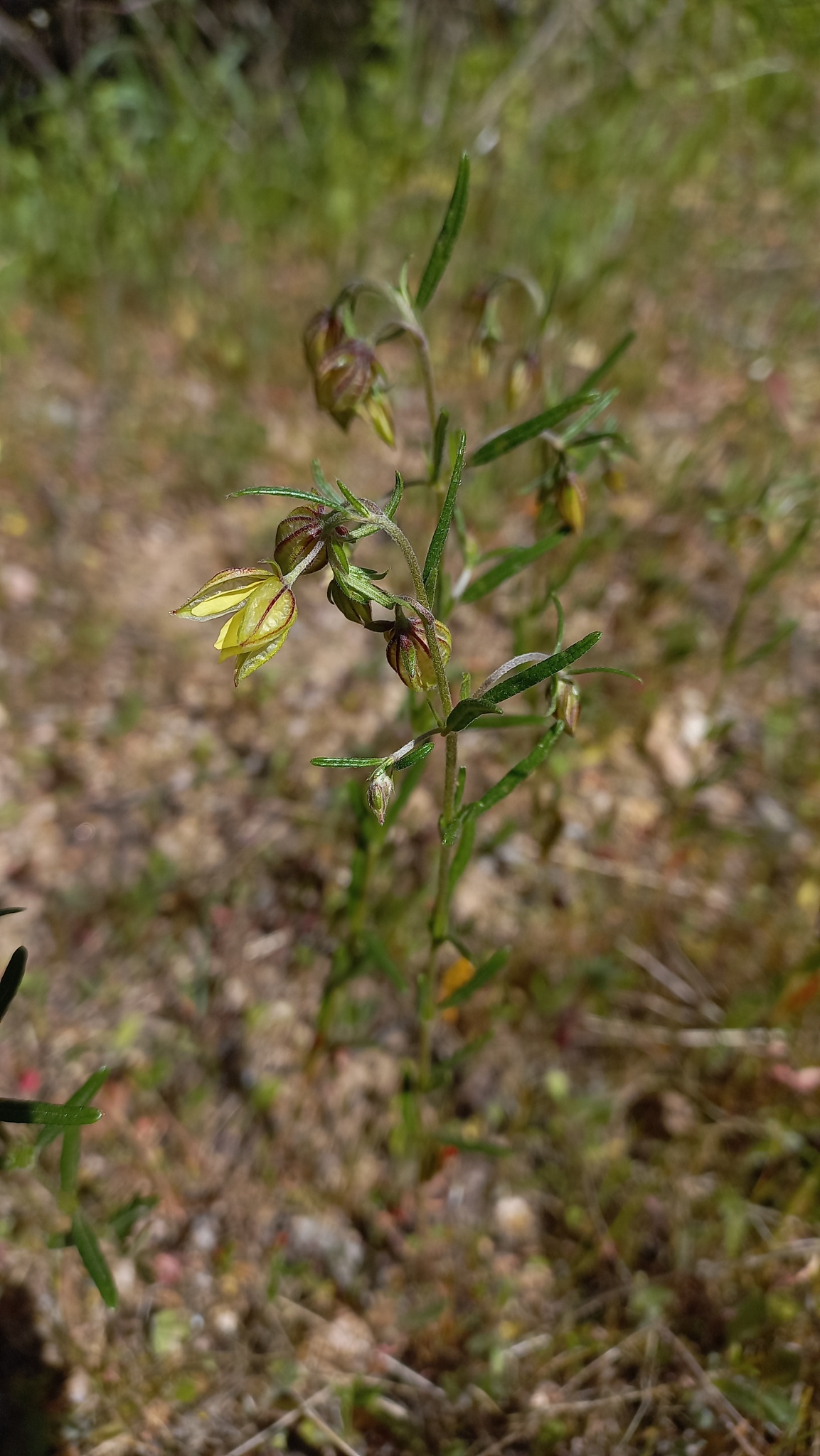 Egyptian Rock-Rose (Helianthemum aegyptiacum)