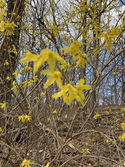 Forsythia × intermedia