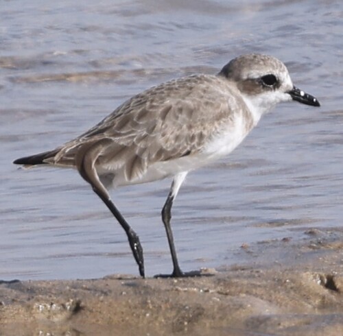 Tibetan Sand-Plover