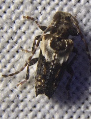 Pogonocherus hispidus