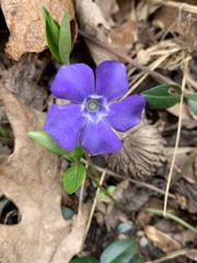 Vinca minor