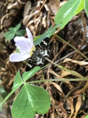 Trichodezia californiata