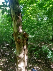 Sciurus vulgaris