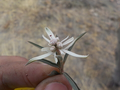 Euphorbia radians