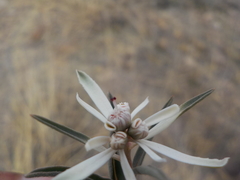 Euphorbia radians