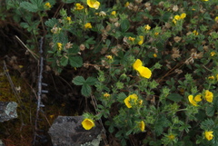 Potentilla asperrima
